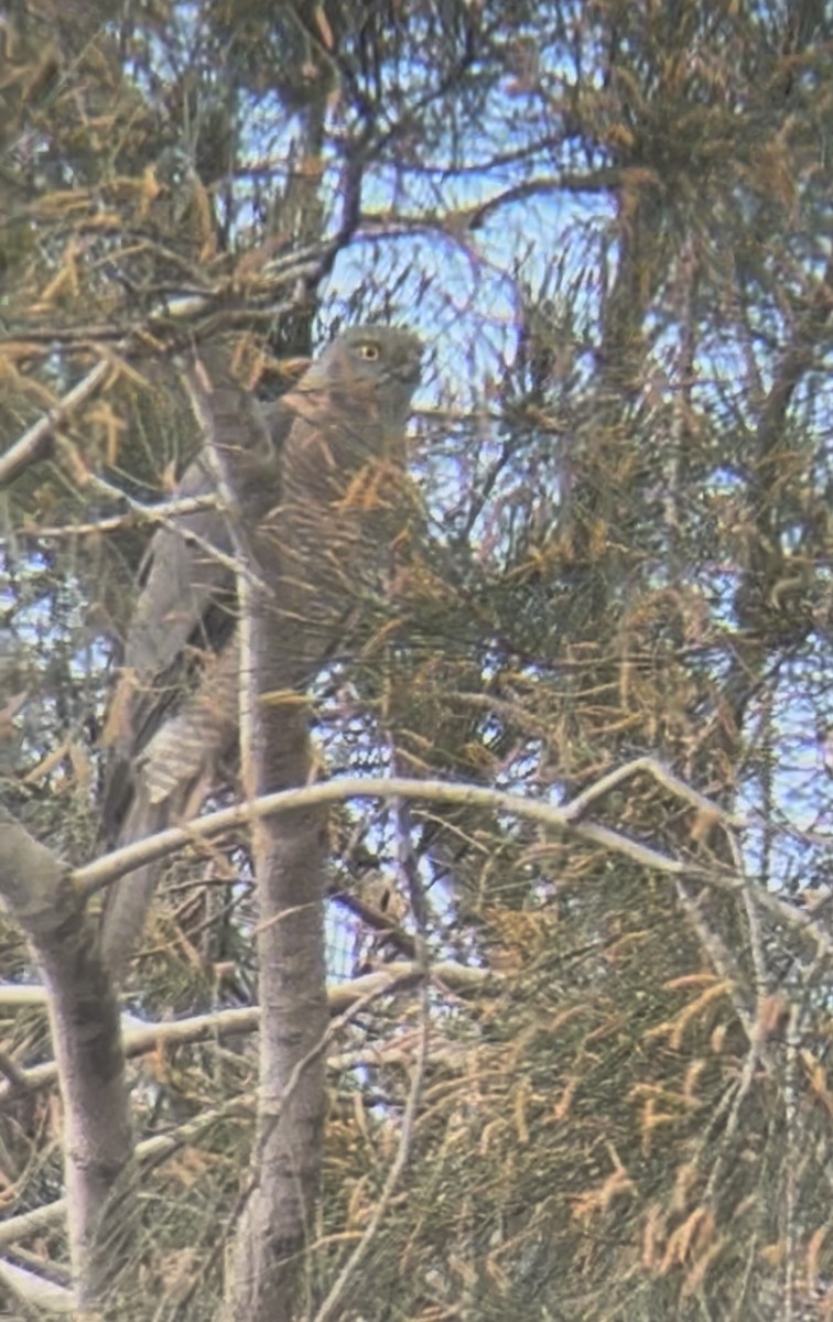 Brown Goshawk - ML642851971