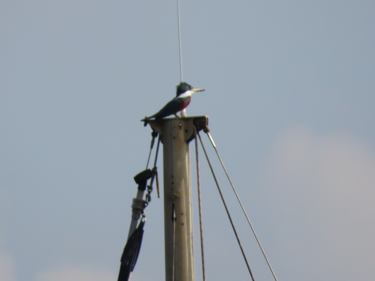 Ringed Kingfisher - ML642851991