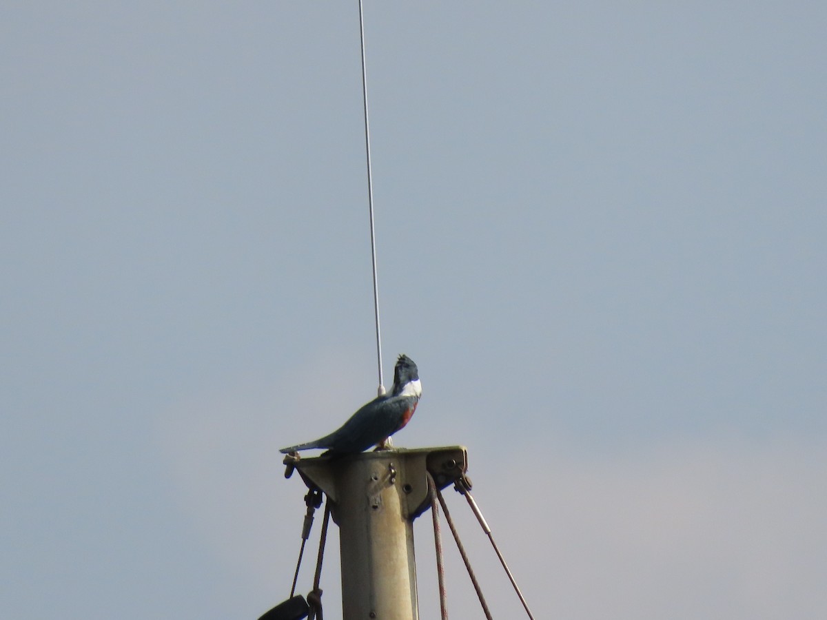 Ringed Kingfisher - ML642852018