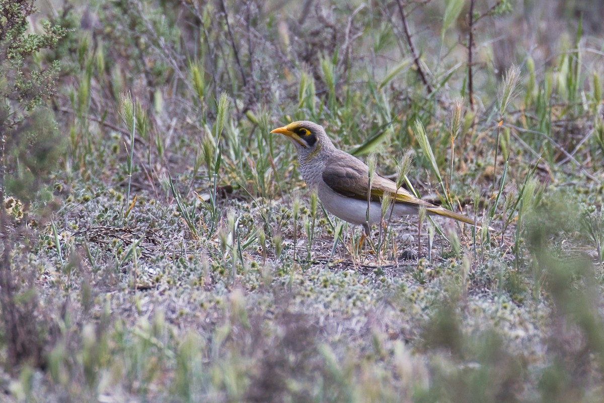 Yellow-throated Miner - ML642852022
