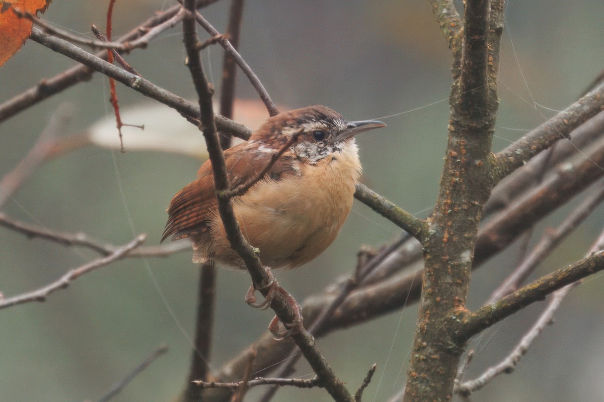 Carolina Wren - ML642852026