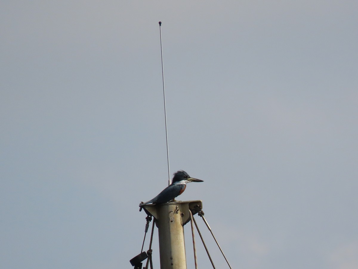 Ringed Kingfisher - ML642852027