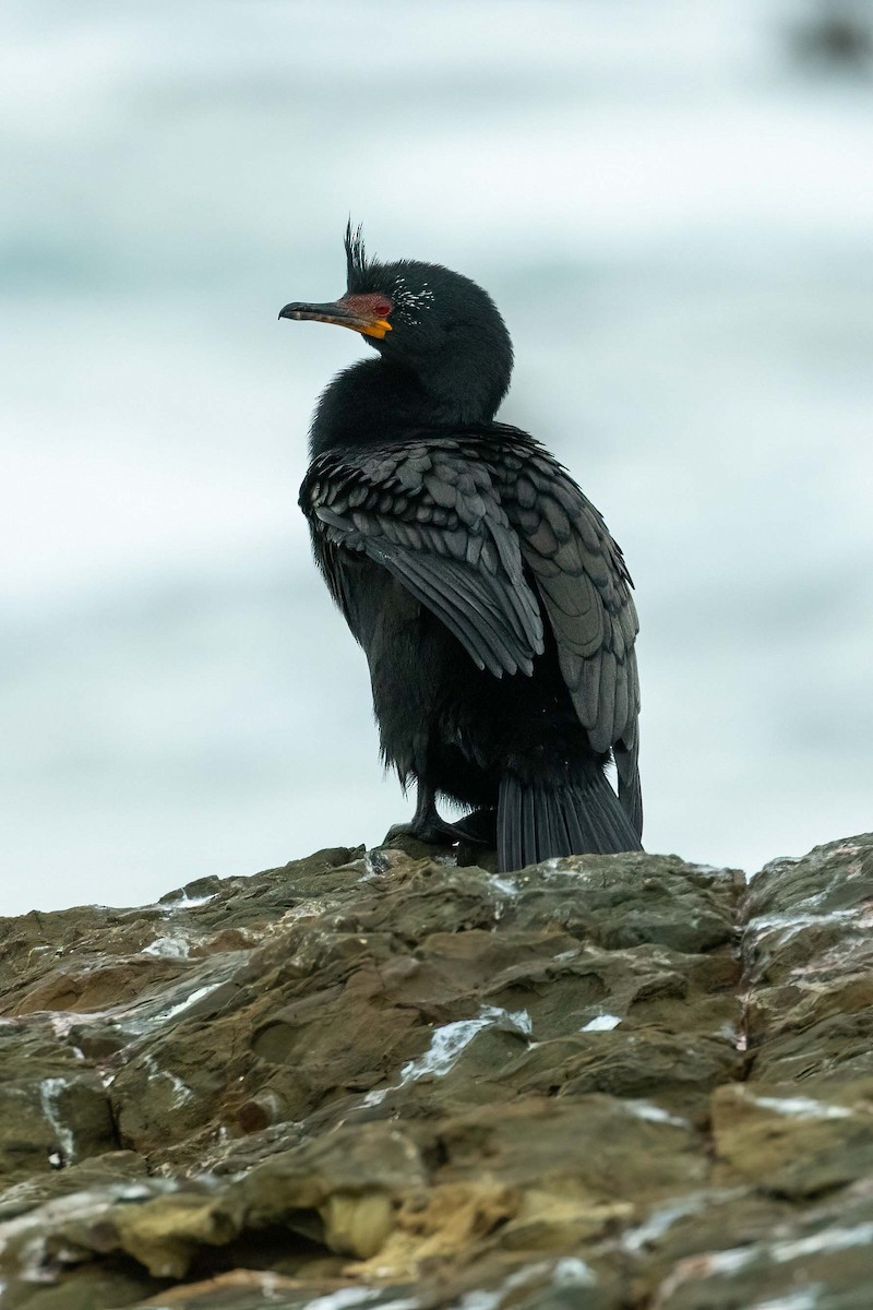 Crowned Cormorant - ML642852029