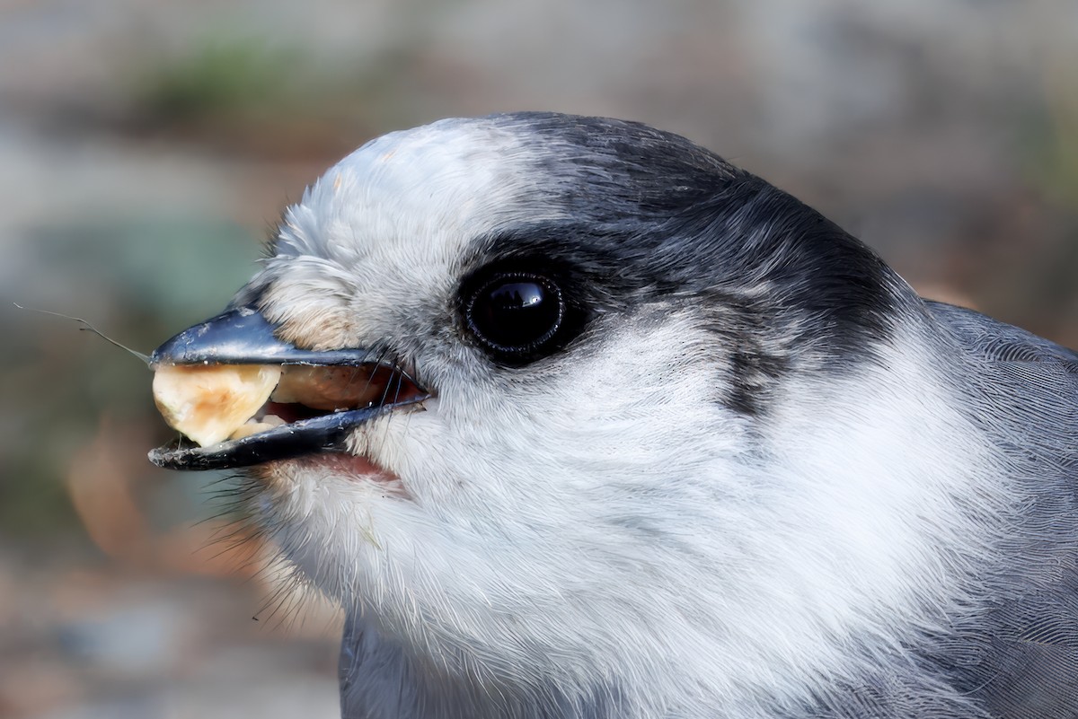 Canada Jay - ML642852048