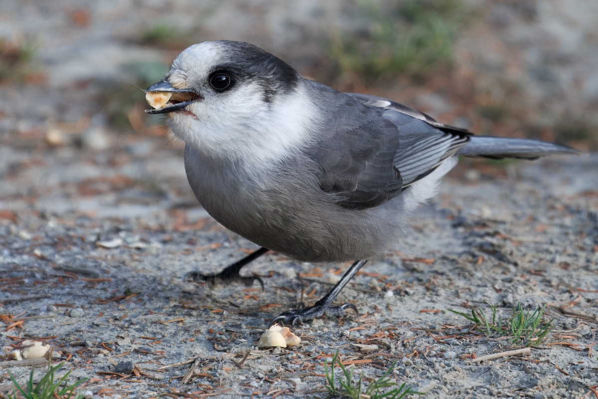 Canada Jay - ML642852050