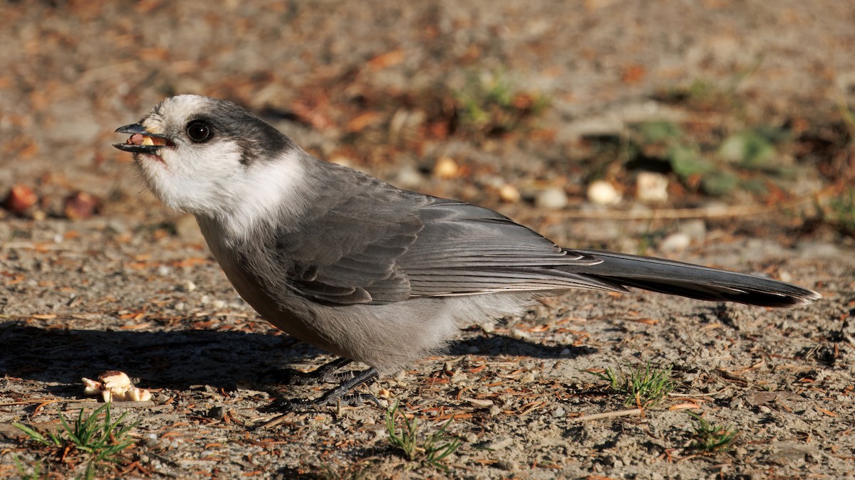 Canada Jay - ML642852051
