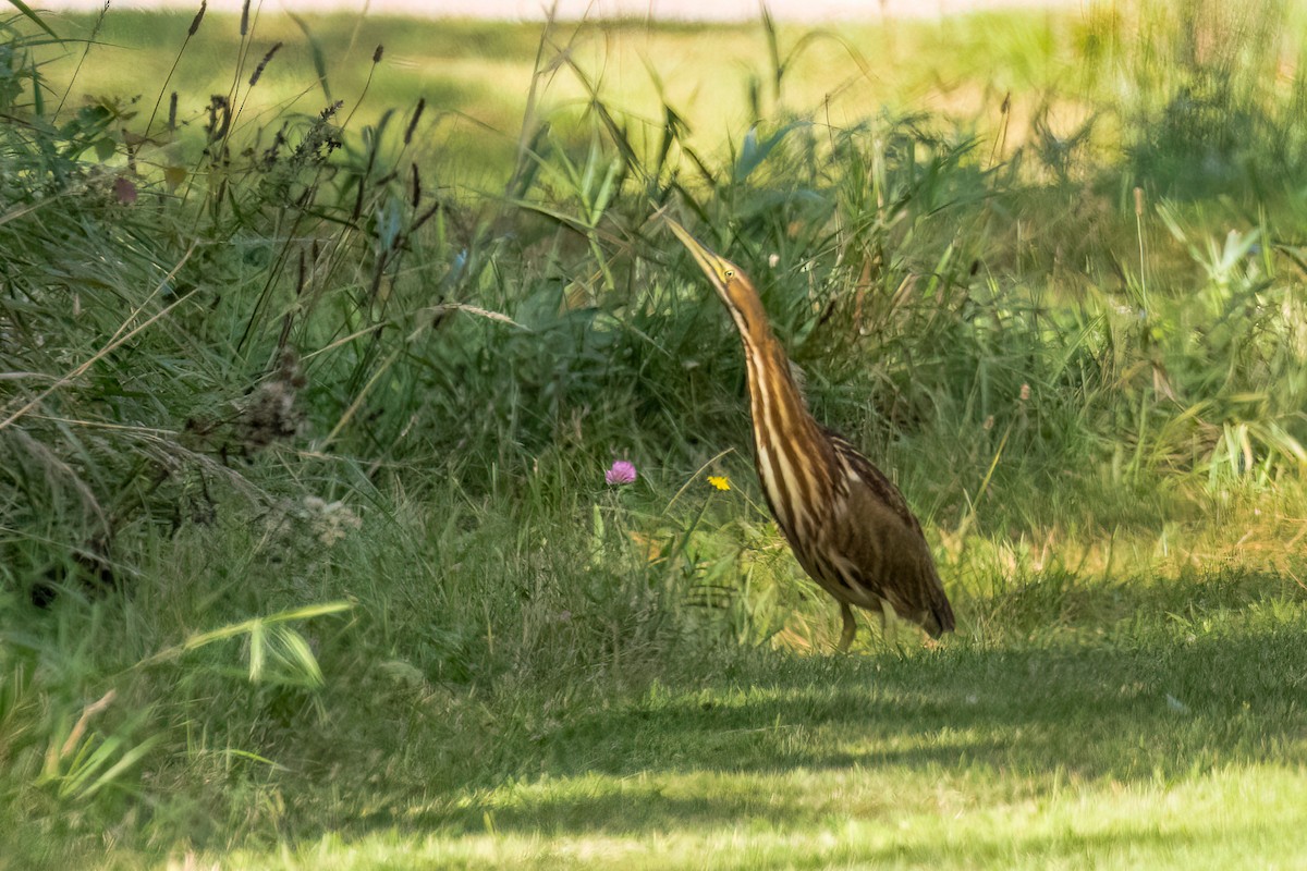 アメリカサンカノゴイ - ML642852053