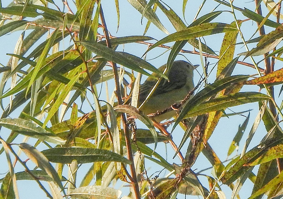 new world warbler sp. - ML642852060