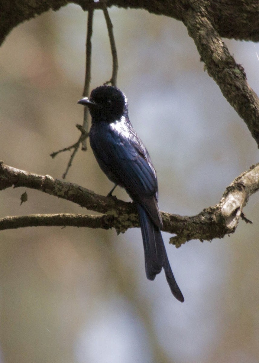 Drongo bronzé - ML642852063