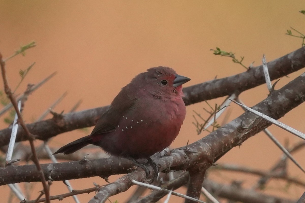 African Firefinch - ML642852075