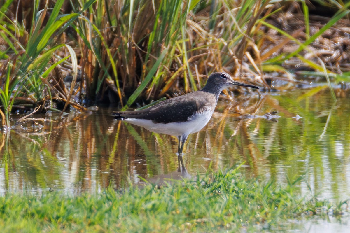 Green Sandpiper - ML642852096