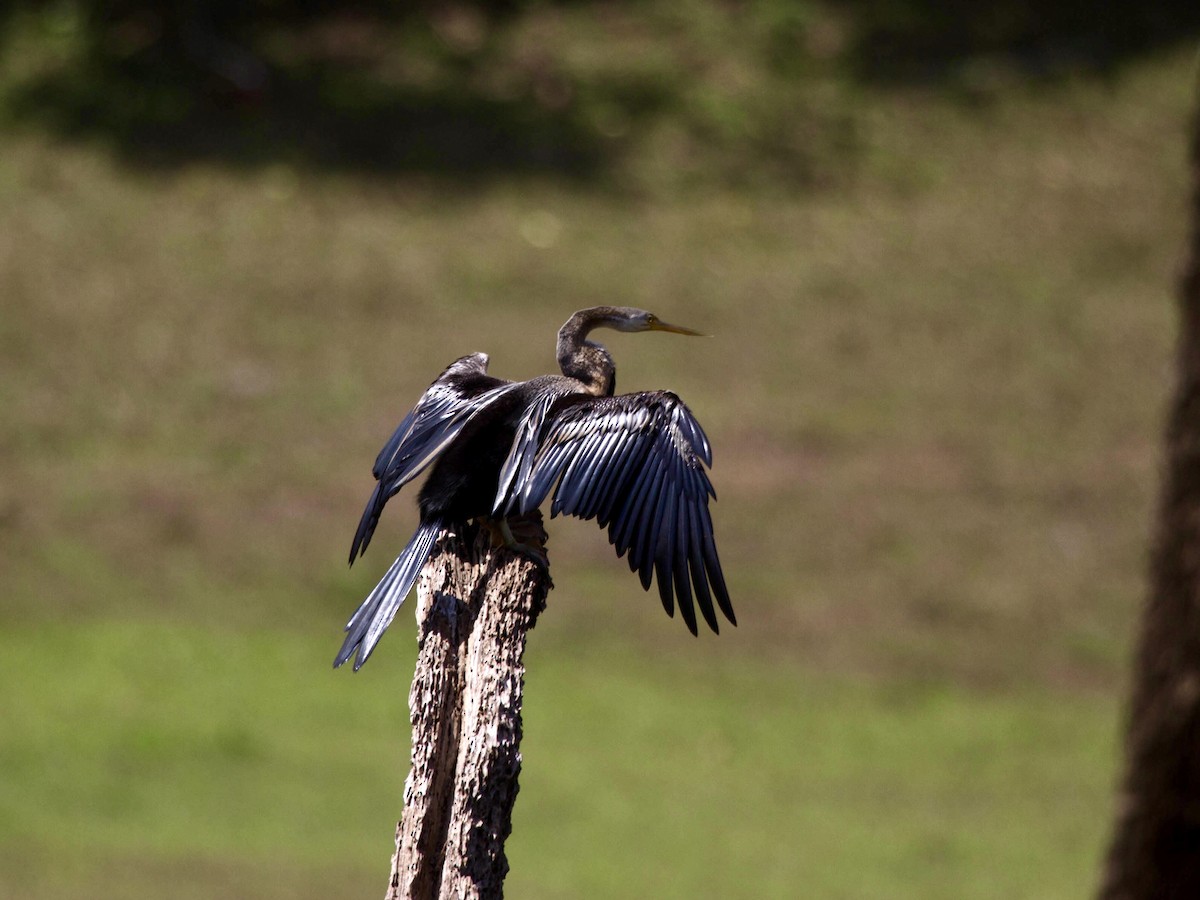Oriental Darter - ML642852097