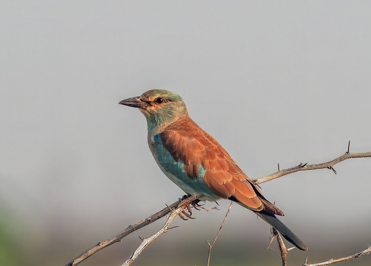European Roller - ML642852108