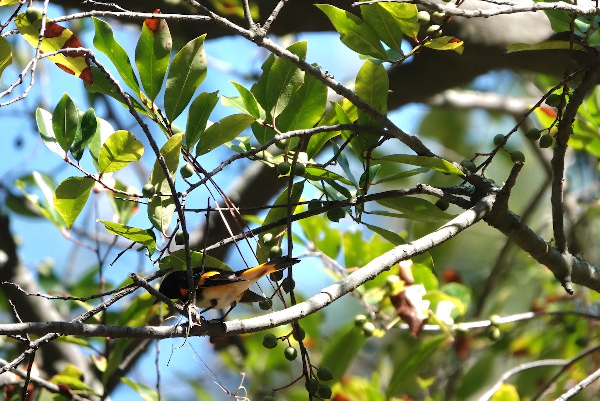 American Redstart - ML642852113