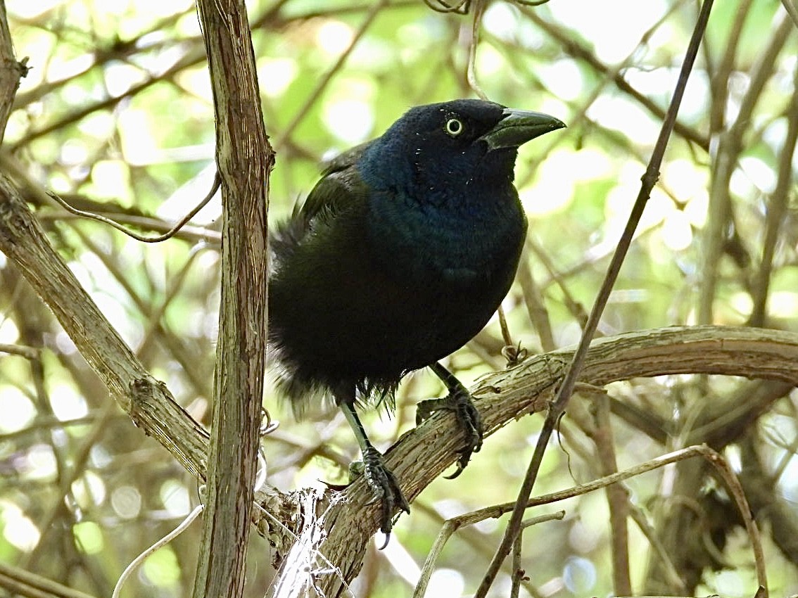 Common Grackle - ML642852129
