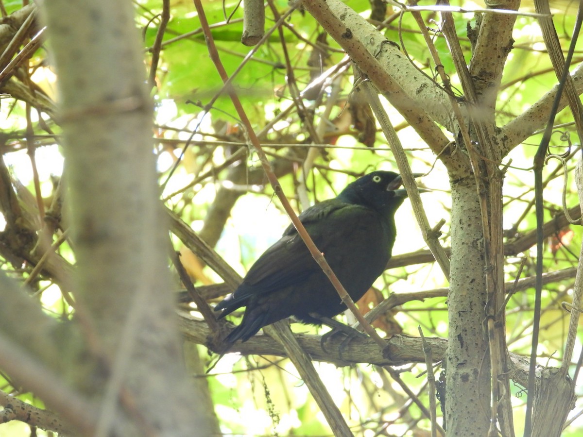Common Grackle - ML642852130