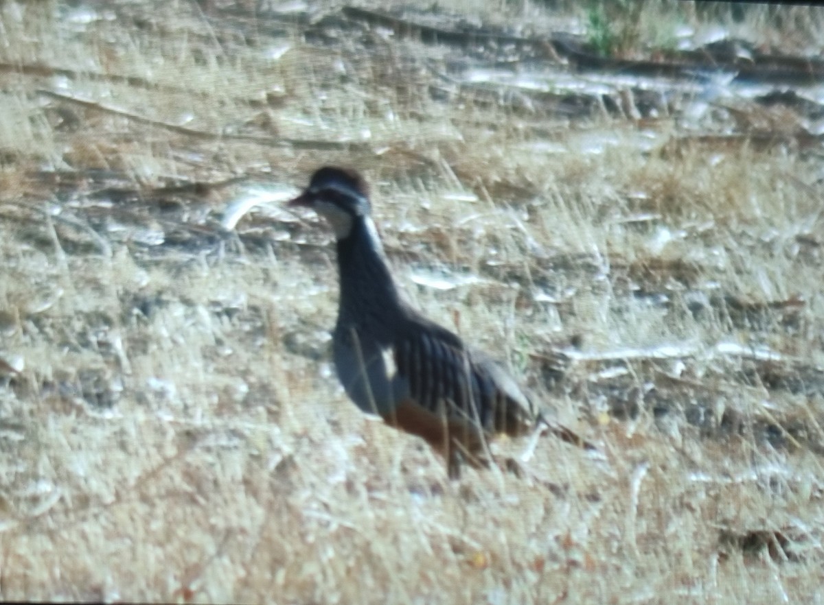 Red-legged Partridge - ML642852131