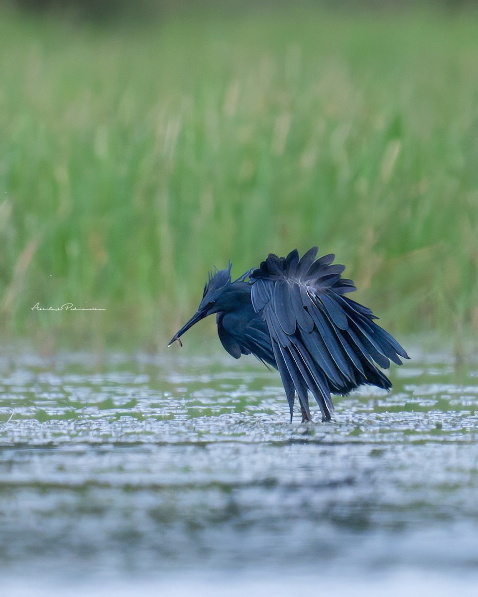 Black Heron - ML642852138