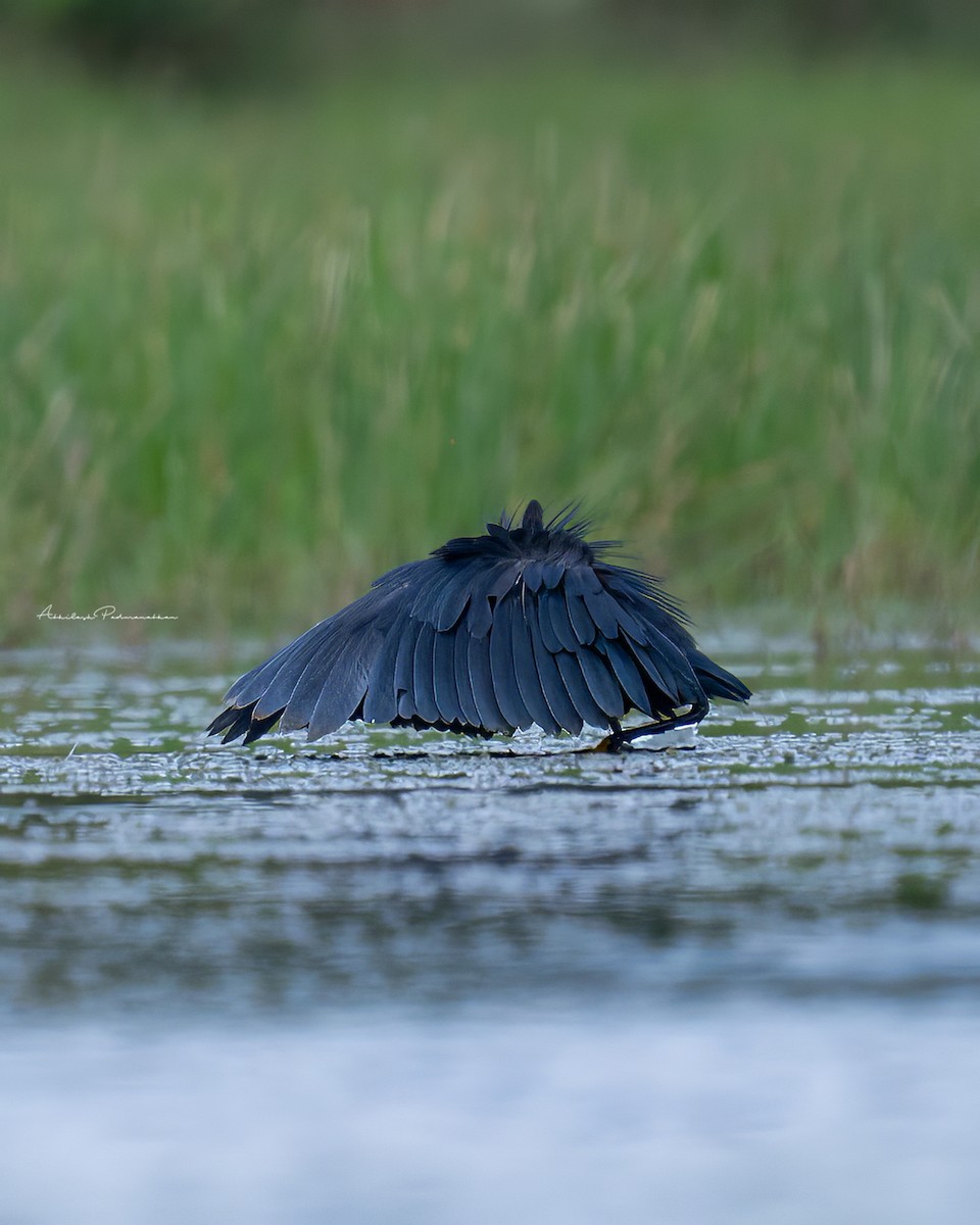 Black Heron - ML642852140