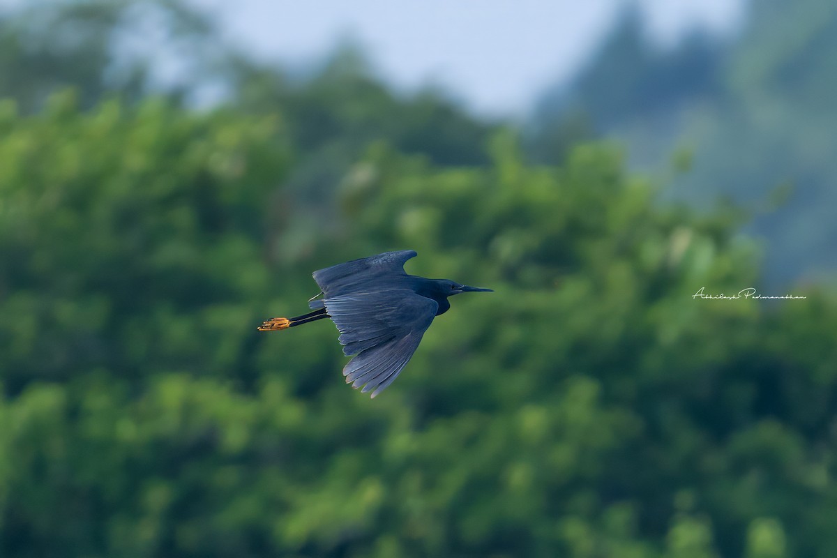 Black Heron - ML642852142
