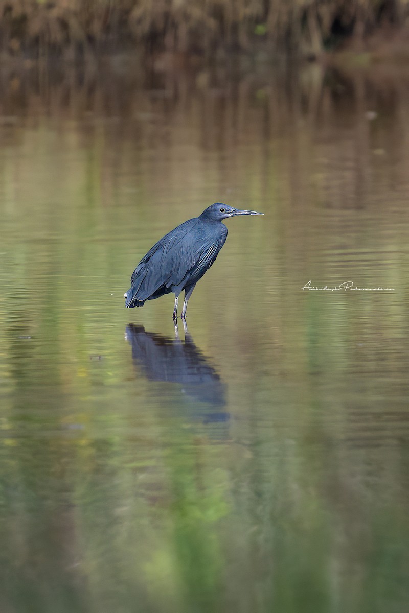 Black Heron - ML642852143