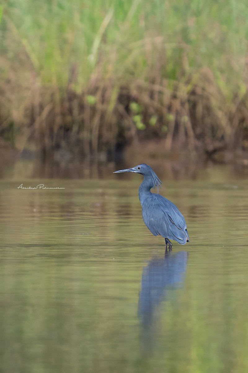 Black Heron - ML642852144