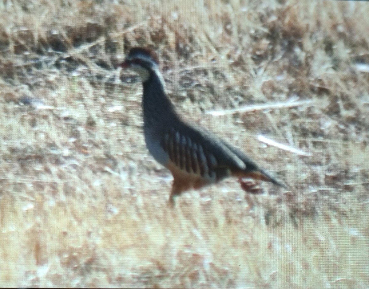 Red-legged Partridge - ML642852149