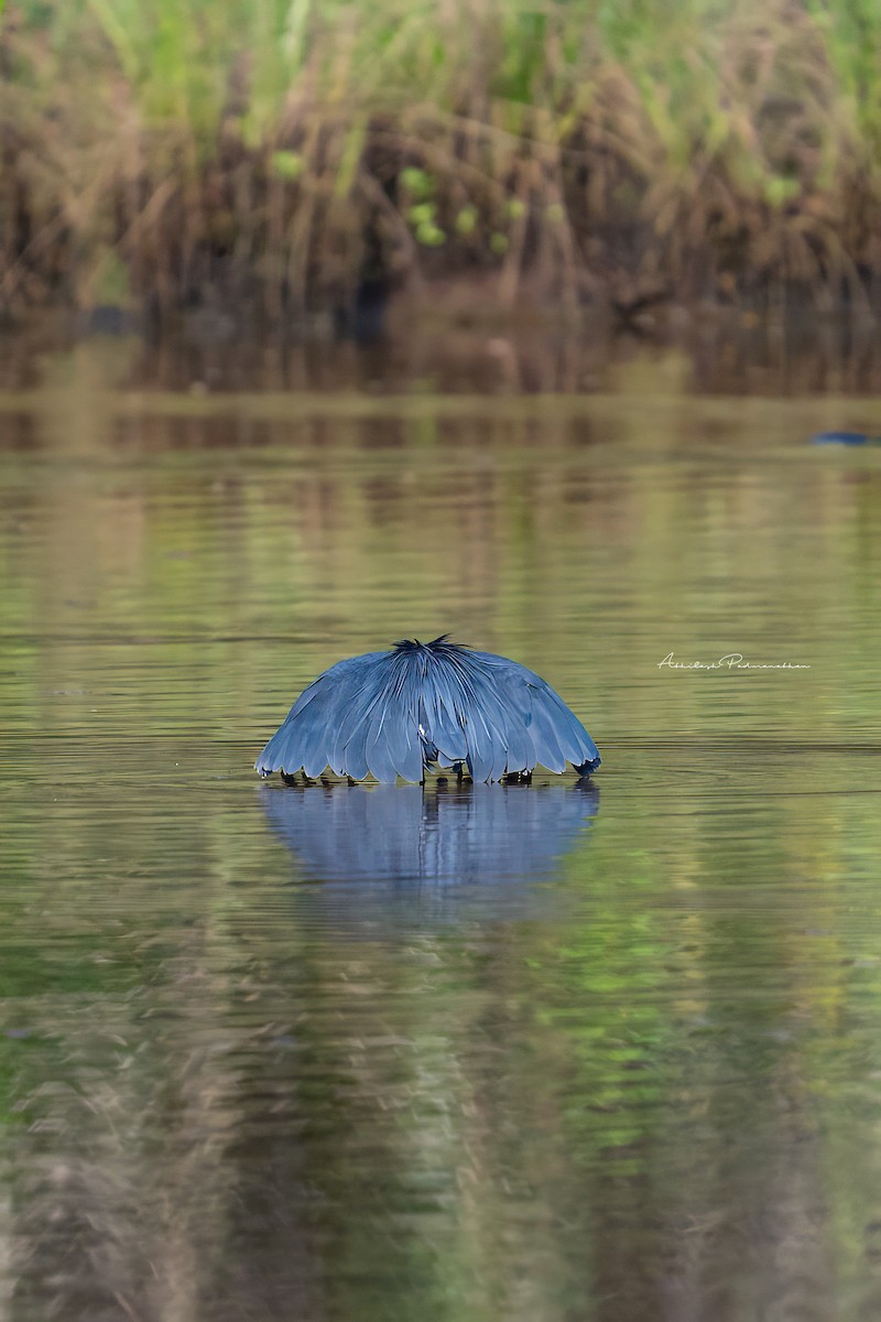 Black Heron - ML642852150