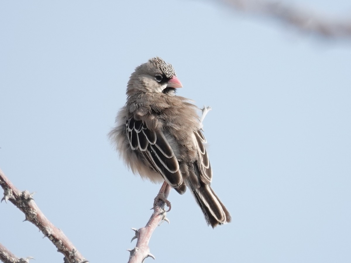 Scaly Weaver - ML642852151