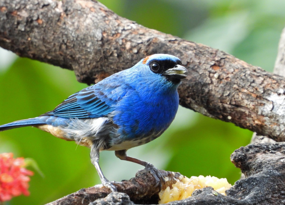 Golden-naped Tanager - ML642852152