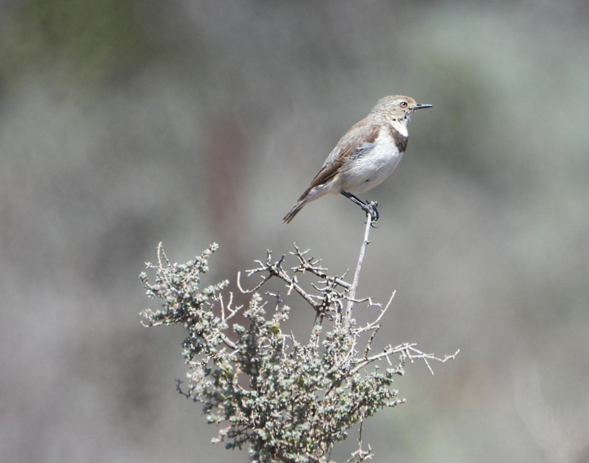 White-fronted Chat - ML642852167