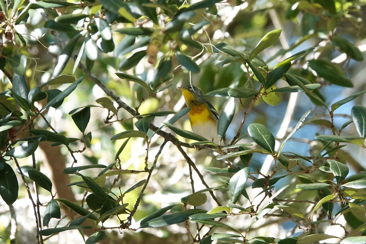 Northern Parula - ML642852195