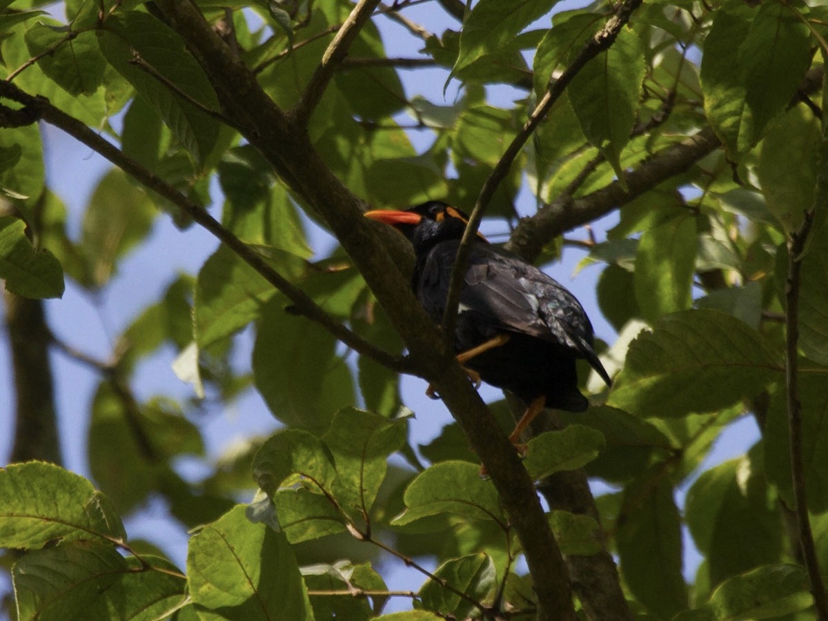 Miná Indio - ML642852209
