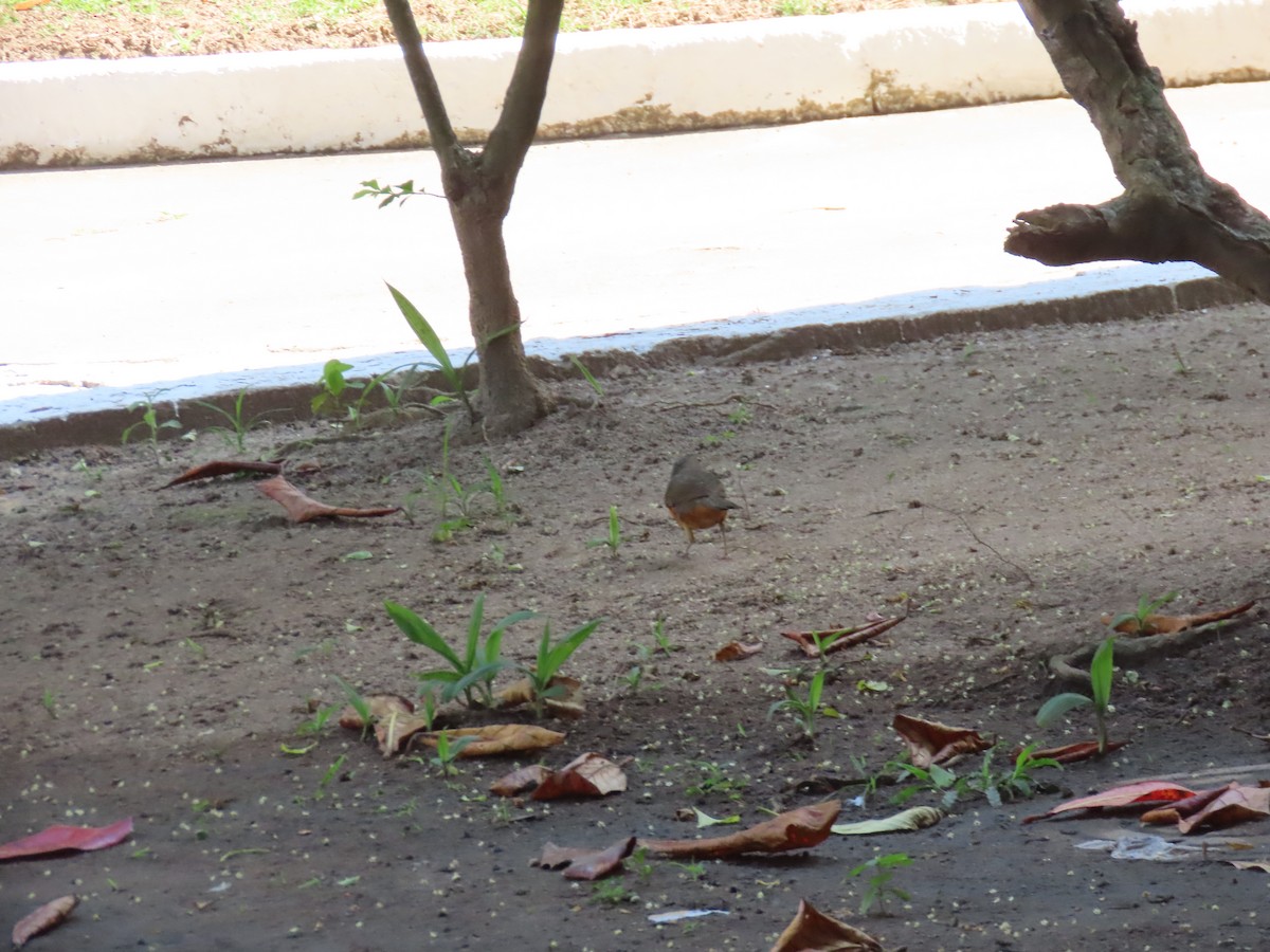 Rufous-bellied Thrush - ML642852211