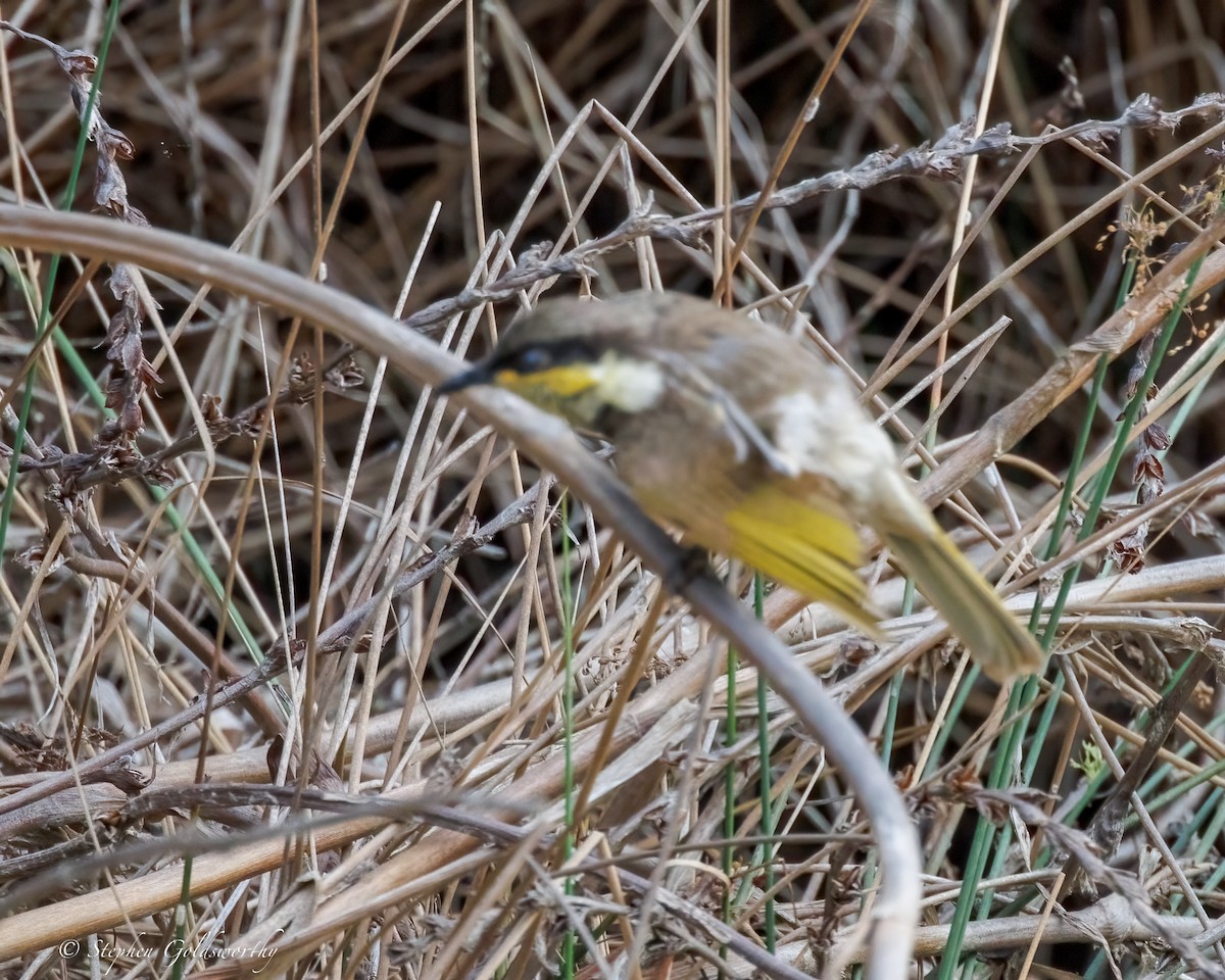 Mangrove Honeyeater - ML642852219