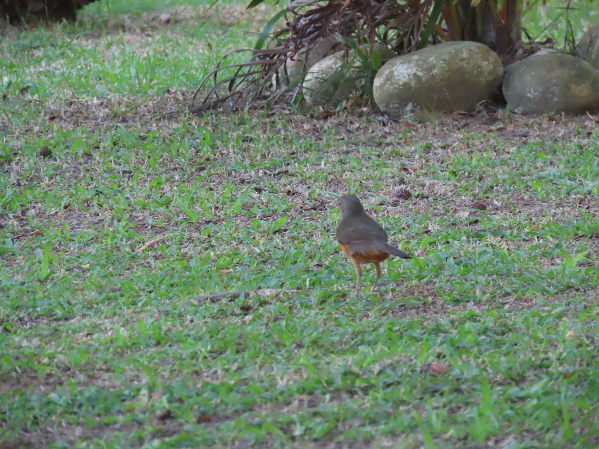 Rufous-bellied Thrush - ML642852223