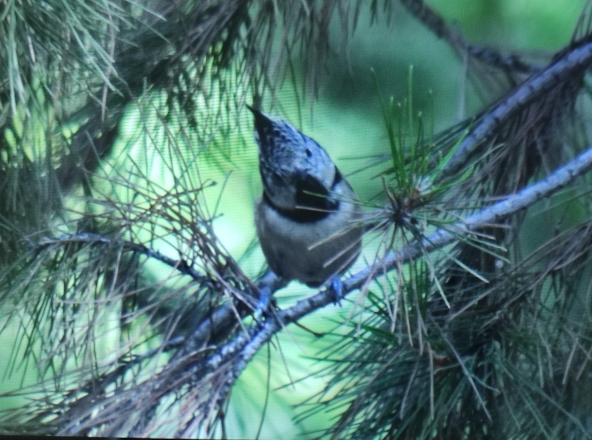 Crested Tit - ML642852229