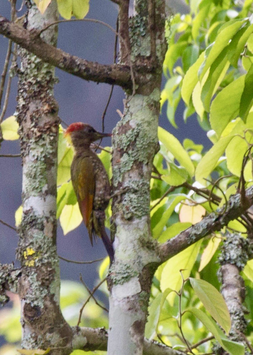Lesser Yellownape - ML642852232