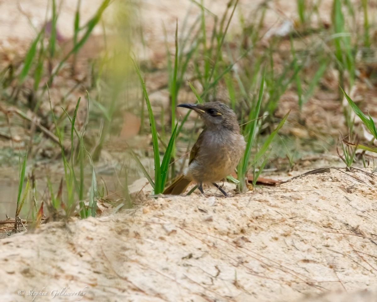 Brown Honeyeater - ML642852234