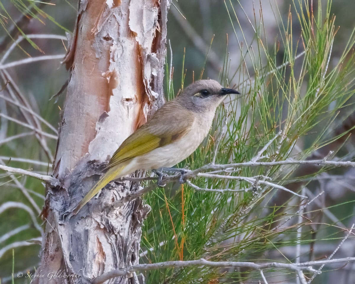 Brown Honeyeater - ML642852235
