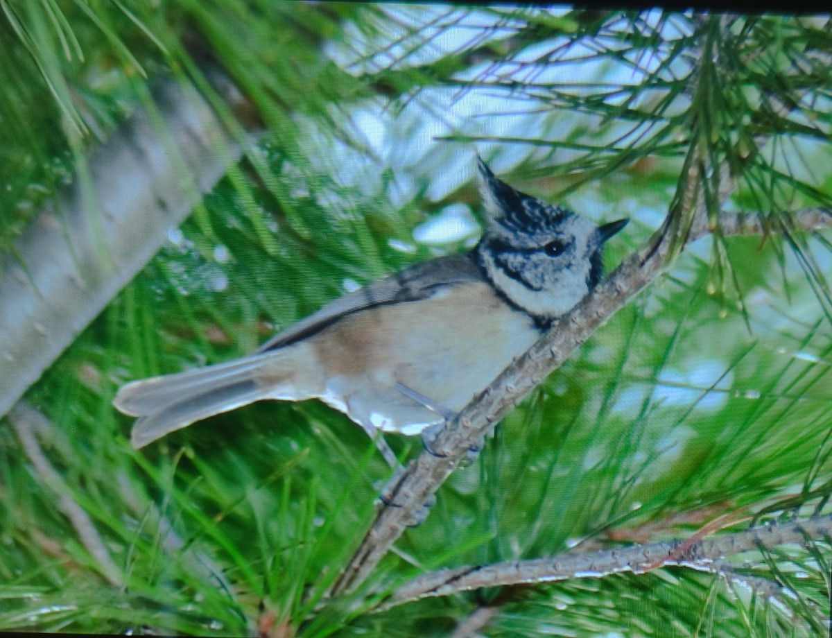 Crested Tit - ML642852239