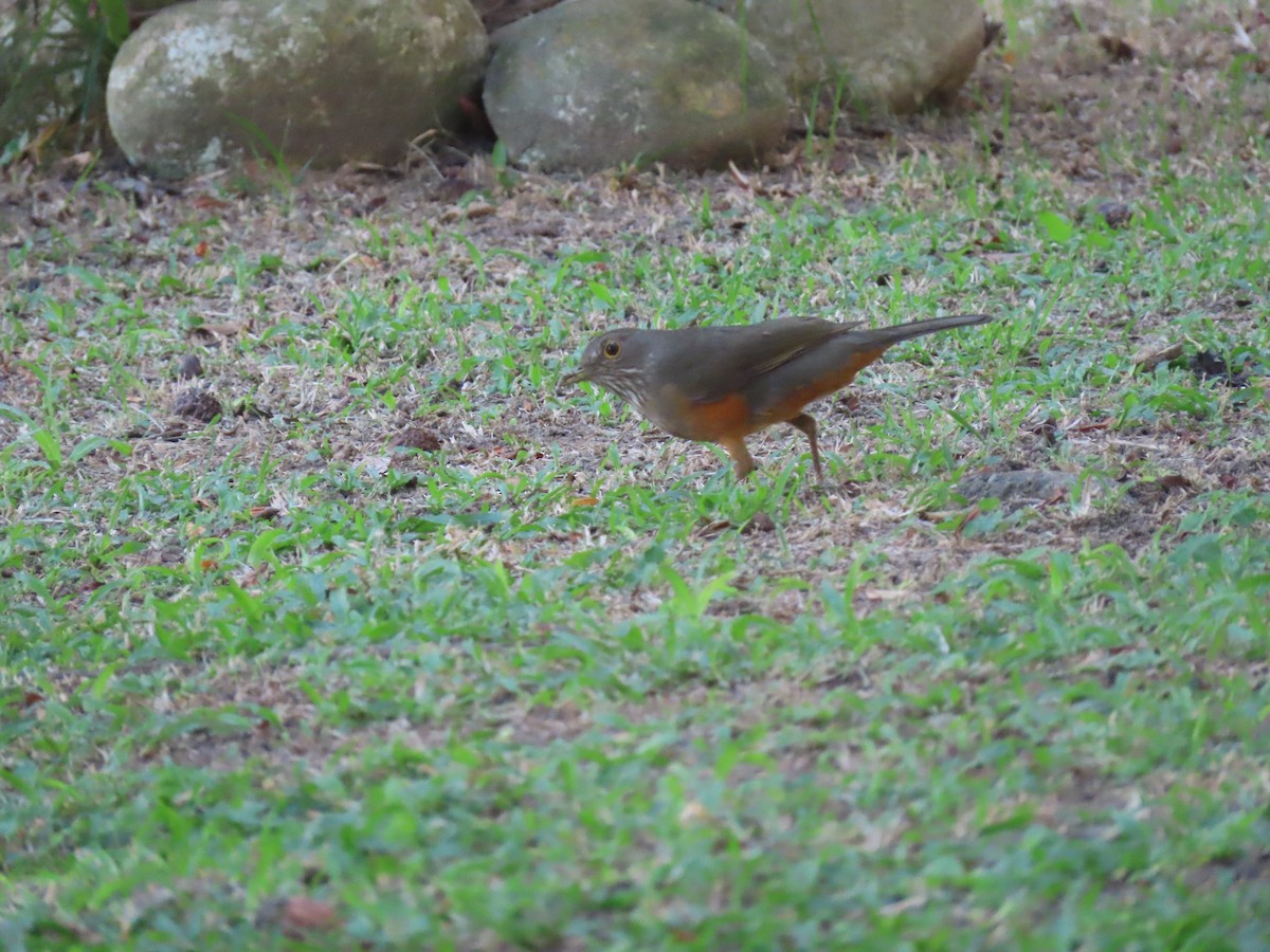 Rufous-bellied Thrush - ML642852240