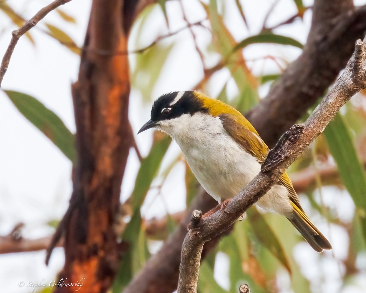 White-throated Honeyeater - ML642852241