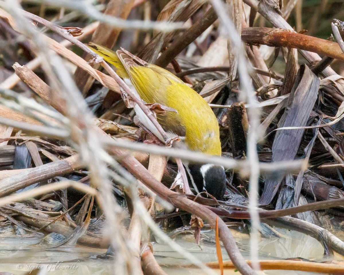 White-throated Honeyeater - ML642852242