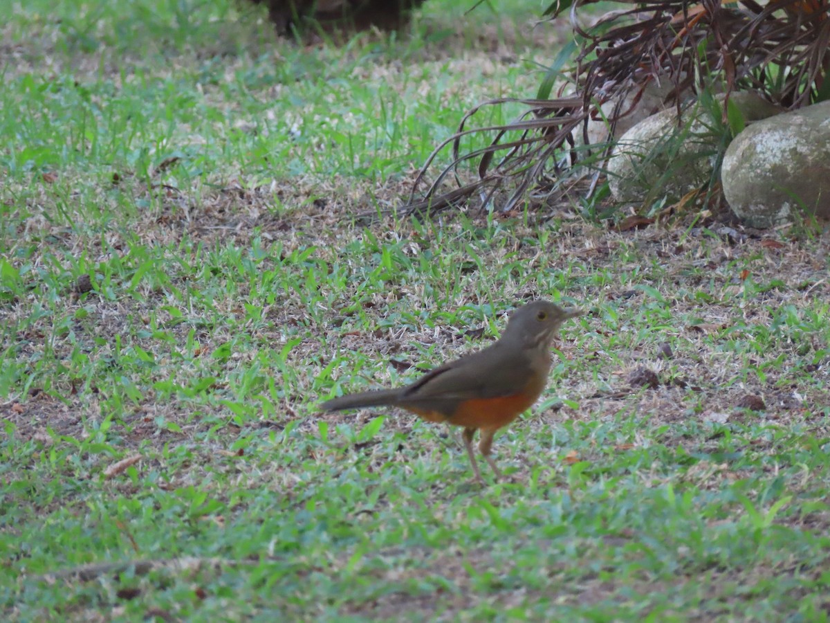 Rufous-bellied Thrush - ML642852256