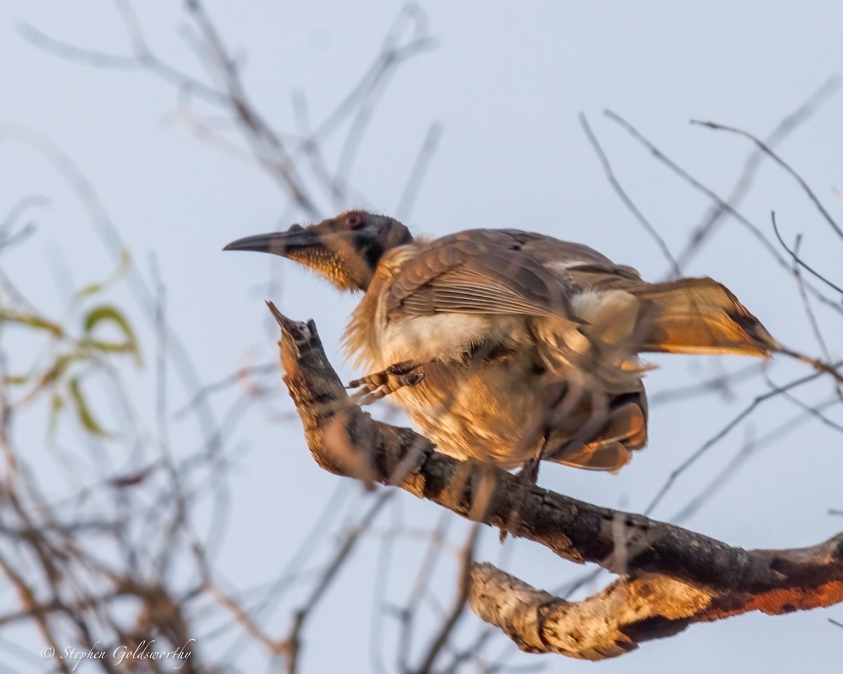 Noisy Friarbird - ML642852258