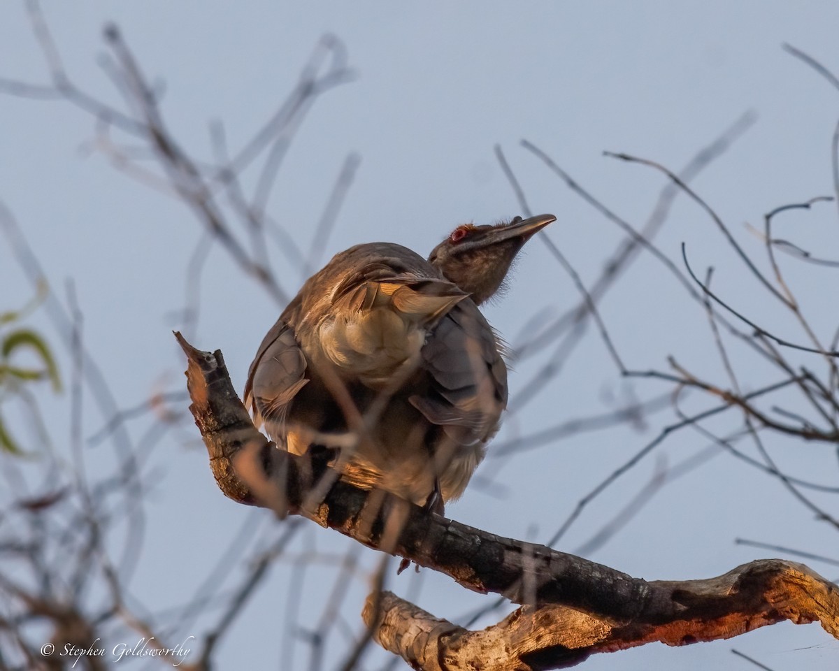 Noisy Friarbird - ML642852259