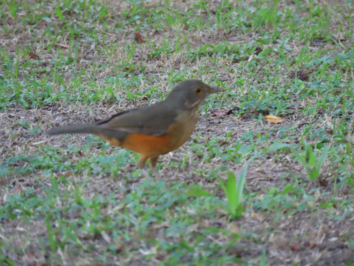 Rufous-bellied Thrush - ML642852260