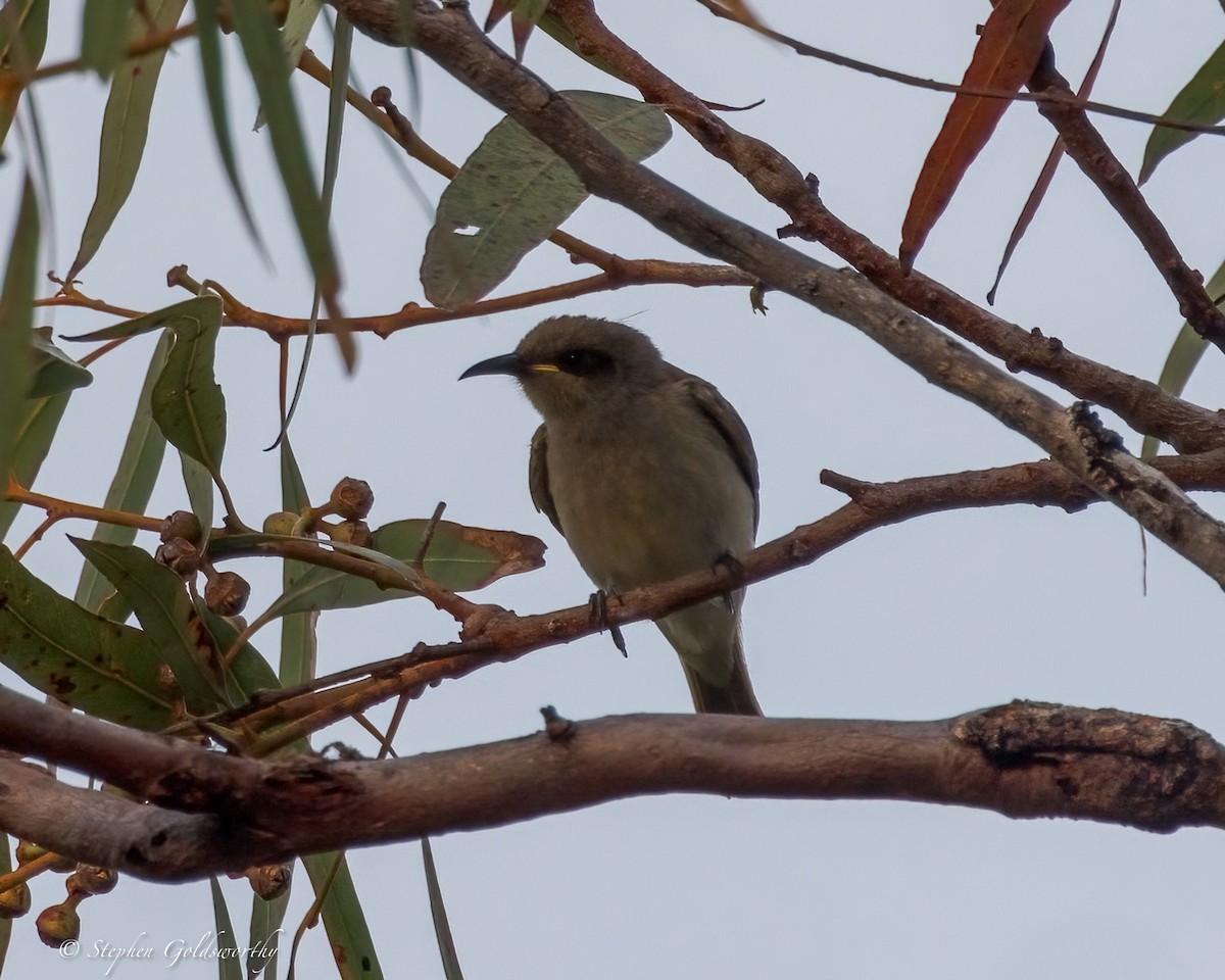 Brown Honeyeater - ML642852279