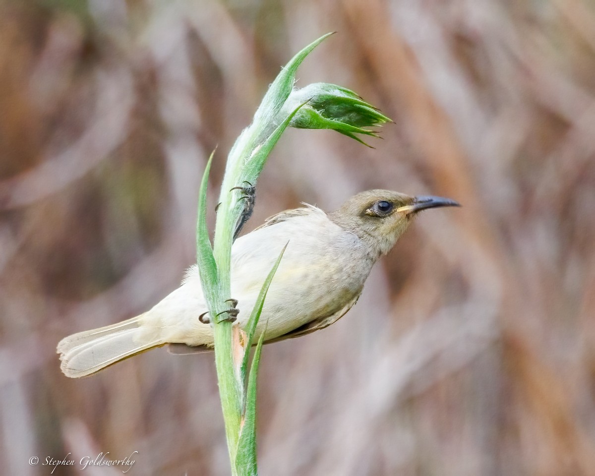 Brown Honeyeater - ML642852280